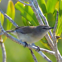 Mangrove Gerygone